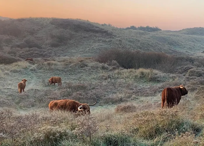 Zomerhuis Enjoy Egmond aan Zee
