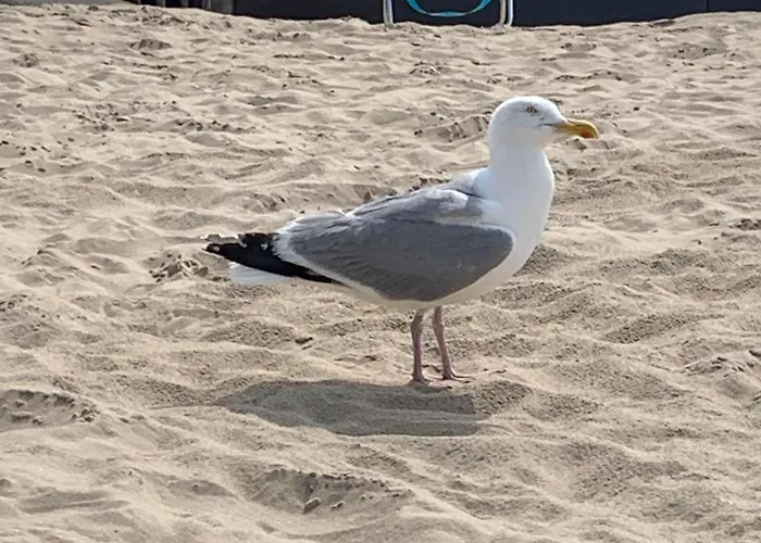 Nyaraló Zomerhuis Enjoy