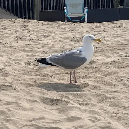 بيت للعطل Zomerhuis Enjoy