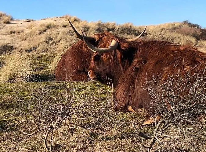 Zomerhuis Enjoy Prázdninový dům